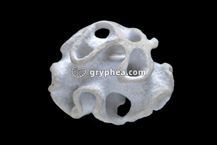 Eponge fossile (Plocoscyphia labrosa, Turonien, Crétacé) - gryphea.org